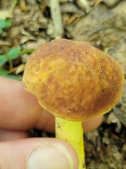 Hemileccinum