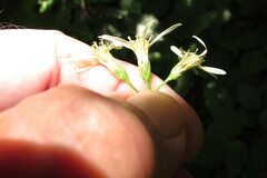 Eurybia schreberi