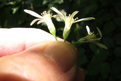 Eurybia schreberi