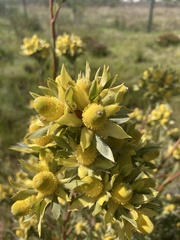 Leucadendron floridum