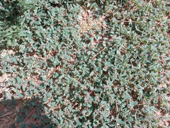 Euphorbia serrula