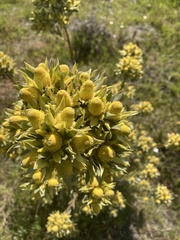 Leucadendron floridum