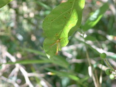 Enicospilus americanus-complex