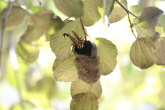 Phimenes flavopictus