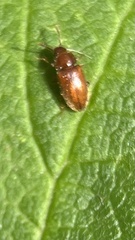 Cryptophagidae