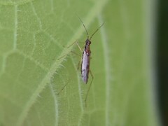 Dicyphus errans