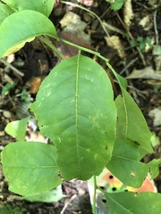 Oxydendrum arboreum