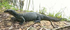 Varanus salvator macromaculatus