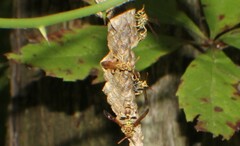 Mischocyttarus mexicanus cubicola