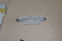 Cyclidia substigmaria