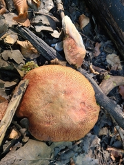 Xerocomellus ripariellus