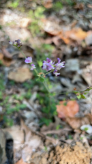 Lespedeza procumbens