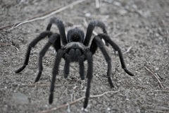 Aphonopelma steindachneri