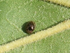 Rhyzobius lophanthae