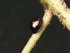 Chilocorus bipustulatus