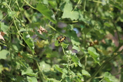 Rhyothemis variegata