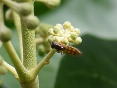 Melanostoma mellinum