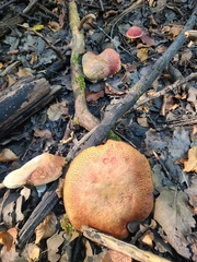 Xerocomellus ripariellus