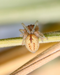 Cheiracanthiidae