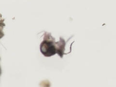 Sminthurinus quadrimaculatus