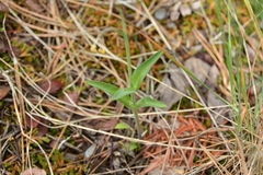 Fritillaria affinis