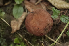 Leccinum albostipitatum