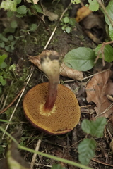 Leccinum albostipitatum