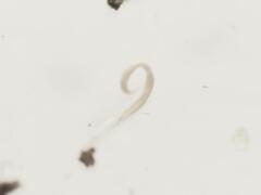 Nematoda