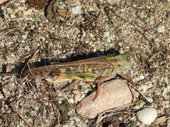Locusta migratoria