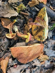 Xerocomellus ripariellus