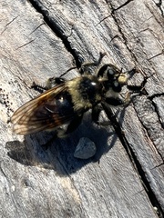 Laphria fernaldi
