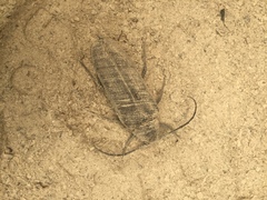 Trichocnemis