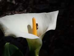 Apis mellifera capensis
