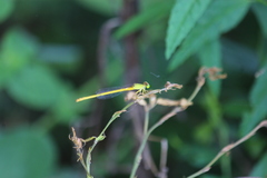 Ceriagrion coromandelianum