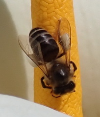 Apis mellifera capensis