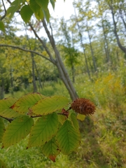 Betula alleghaniensis