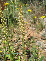 Orchis anthropophora