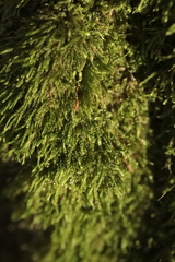 Hypnum cupressiforme