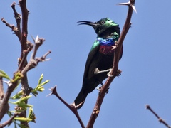Cinnyris mariquensis