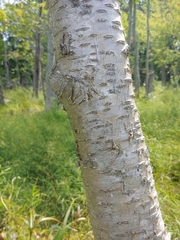 Betula alleghaniensis