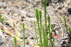 Lycopodiella