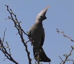 Corythaixoides concolor