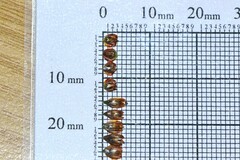 Thamnochortus guthrieae