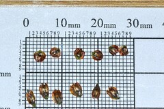 Thamnochortus guthrieae