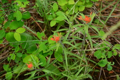 Castilleja hispida