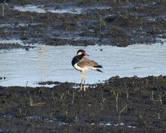 Vanellus indicus