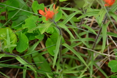 Castilleja hispida