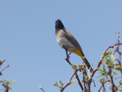 Pycnonotus nigricans