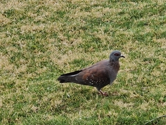 Columba guinea
