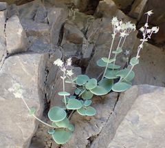 Crassula nemorosa